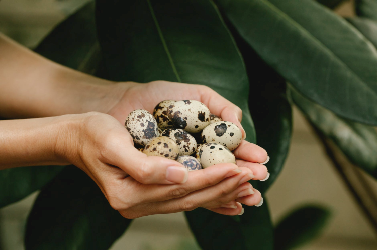 100 X Grey Quail Egg Cartons For 18 Eggs