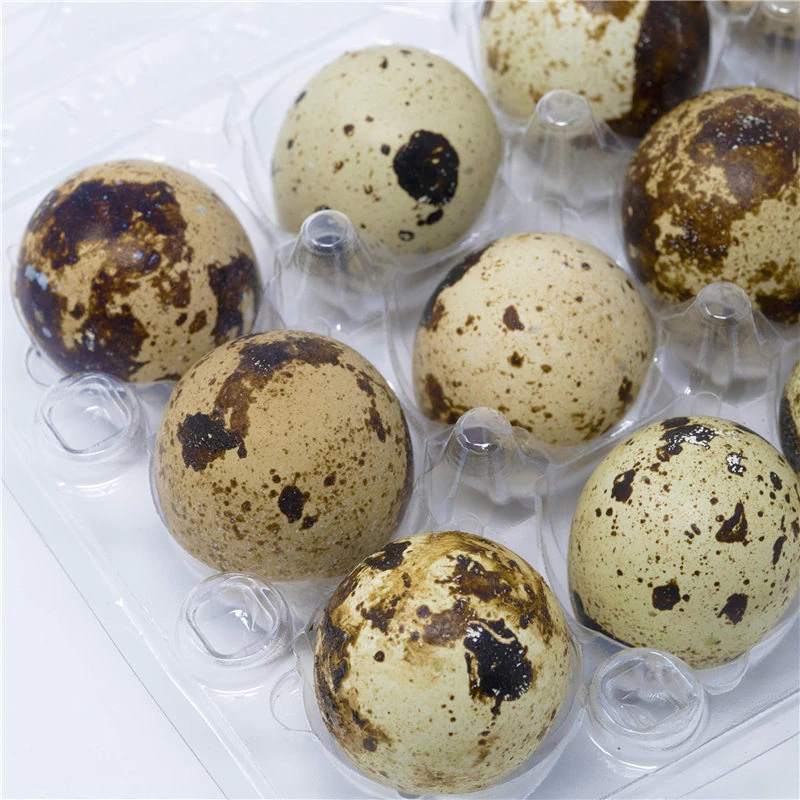 25 X Plastic Clear Quail Egg Cartons For 12 Eggs